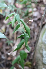 Polygala macowaniana