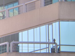 Falco peregrinus anatum