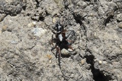 Sergiolus columbianus