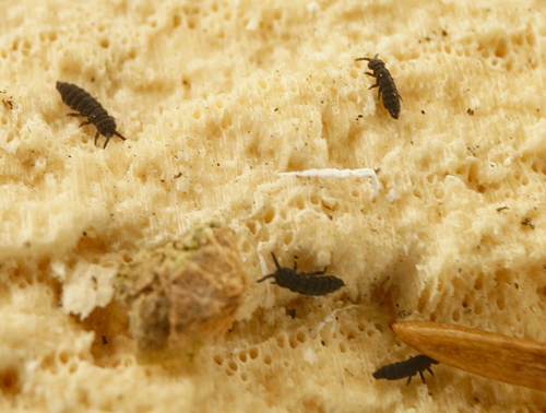 Hypogastrura harveyi