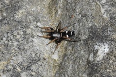 Sergiolus columbianus