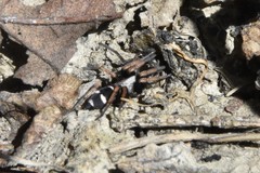 Sergiolus columbianus