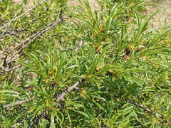 Rhamnus erythroxyloides