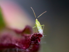 Macrolophus costalis