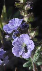 Phacelia ciliata