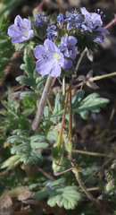 Phacelia ciliata