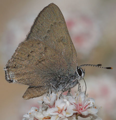 Satyrium auretorum