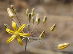 Bloomeria crocea aurea