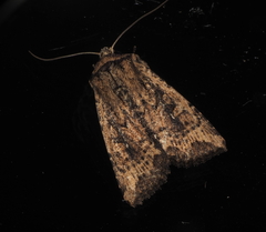 Dasygaster ligniplena