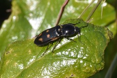 Selatosomus suckleyi