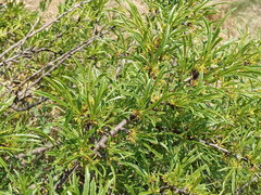 Rhamnus erythroxyloides
