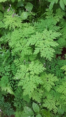 Dicentra formosa