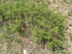 Rhamnus erythroxyloides