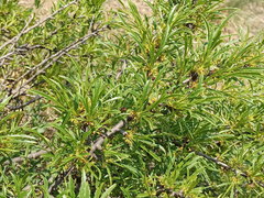 Rhamnus erythroxyloides