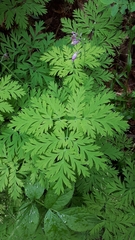Dicentra formosa