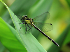 Leptogomphus sauteri formosanus