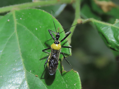 Biasticus flavinotus