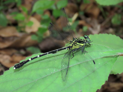 Leptogomphus sauteri formosanus