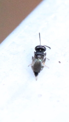 Calosotinae