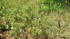 Lepidium