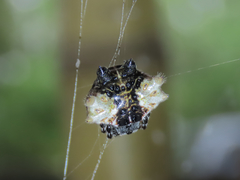 Thelacantha brevispina