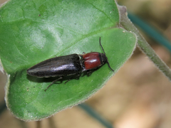 Ludioschema obscuripes