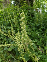 Tellima grandiflora