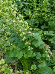 Tellima grandiflora