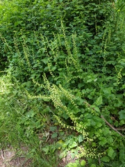 Tellima grandiflora