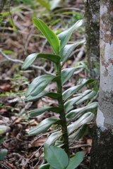 Cyrtorchis