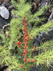 Asparagus schoberioides