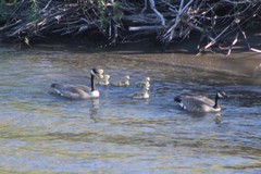 Branta canadensis moffitti