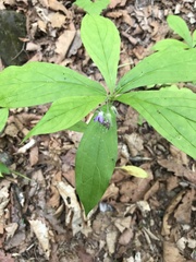 Brachybotrys paridiformis