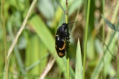 Selatosomus suckleyi