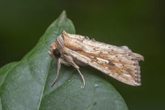 Mythimna decisissima