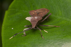 Dalader planiventris