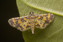 Eurrhyparodes tricoloralis