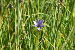 Sisyrinchium idahoense