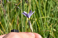 Sisyrinchium idahoense