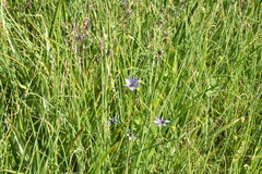 Sisyrinchium idahoense