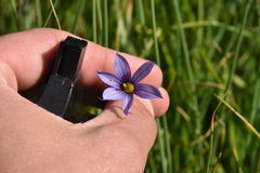 Sisyrinchium idahoense