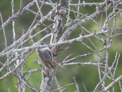 Certhia brachydactyla