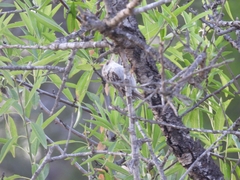 Certhia brachydactyla