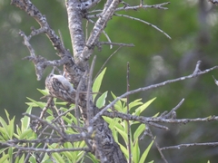 Certhia brachydactyla