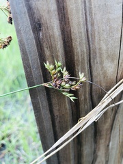 Juncus dichotomus