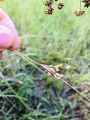 Juncus dichotomus