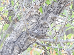 Certhia brachydactyla