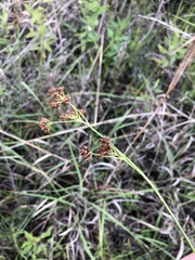Rhynchospora elliottii