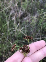 Rhynchospora elliottii