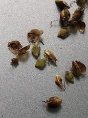 Rhynchospora elliottii